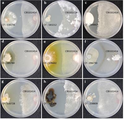 Co-culturing of Fungal Strains Against Botrytis cinerea as a Model for the Induction of Chemical Diversity and Therapeutic Agents